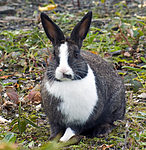 BB 05 0390 / Oryctolagus cuniculus / Kanin
